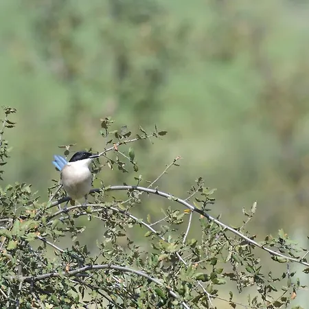 Quinta Dos Trevos - Artes E Oficios * Ladoeiro