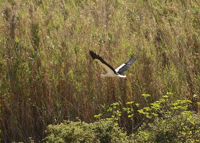 Farm stay Quinta Dos Trevos - Artes E Oficios Ladoeiro