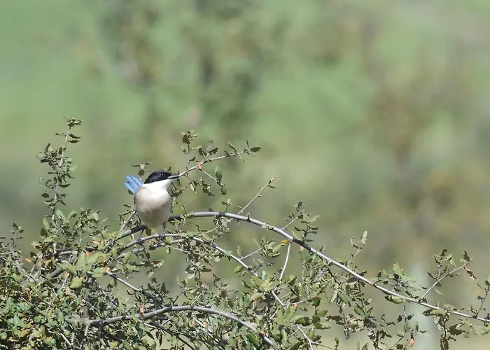 Quinta Dos Trevos - Artes E Oficios * Ladoeiro